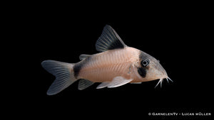 Olga Panzerwels - Corydoras simulatus seitlich