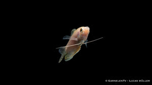 Opal Fadenfisch swimming with other aquarium fish