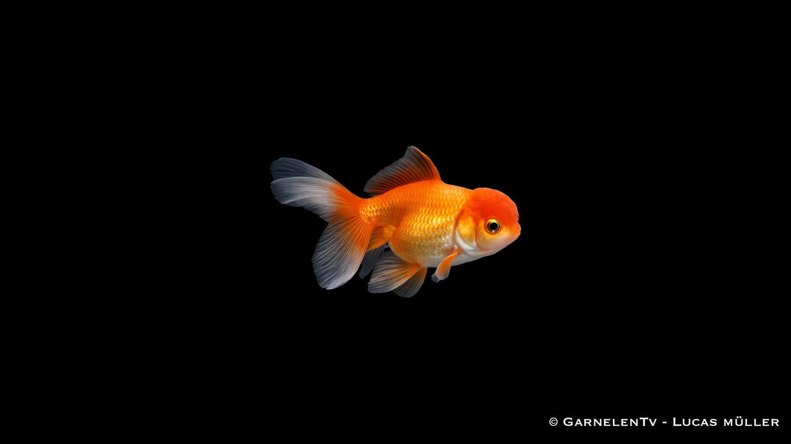 Gruppe Oranda Butterfly Goldfische mit ausladender Doppelschwanzflosse im ruhigen Aquarium