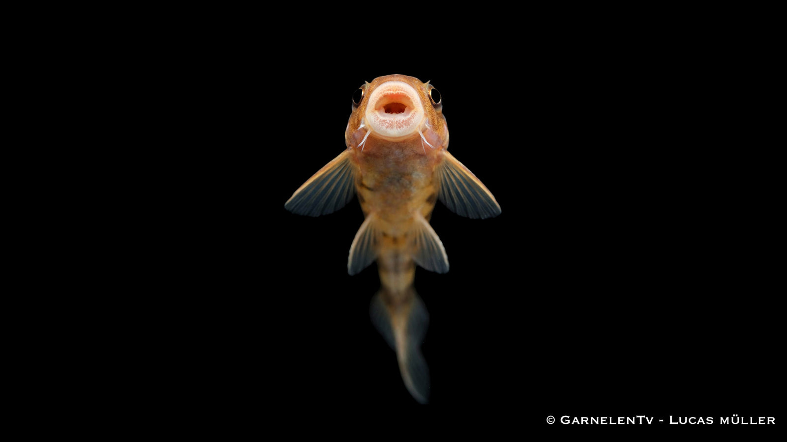Orange Zebra Otocinclus – Otocinclus spec. Orange
