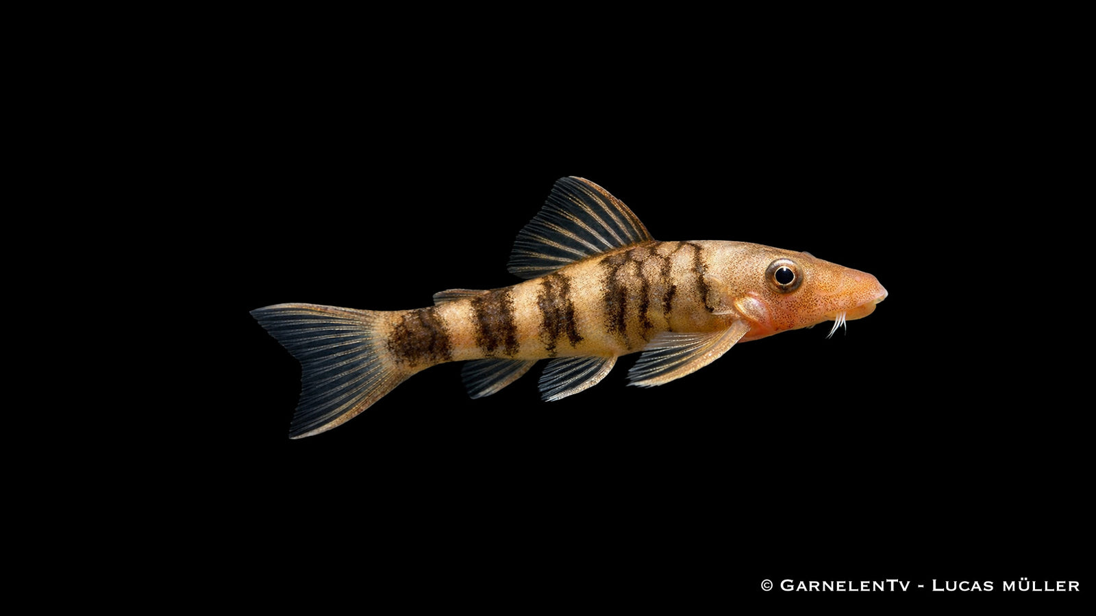 Orange Zebra Otocinclus – Otocinclus spec. Orange
