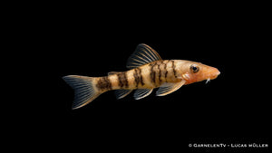 Orange Zebra Otocinclus – Otocinclus spec. Orange