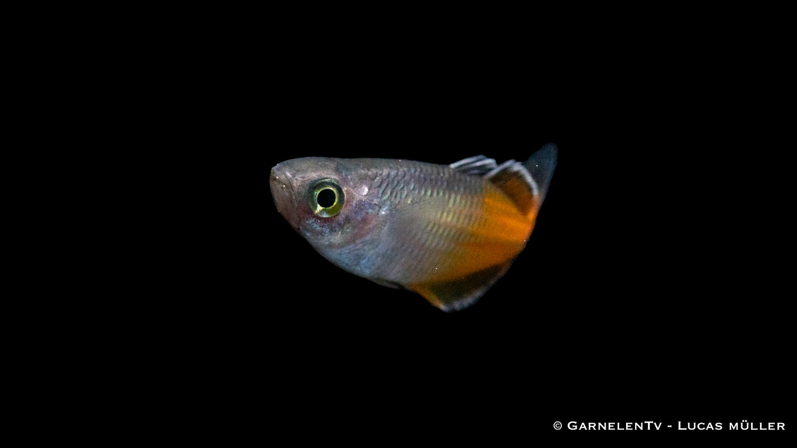 Orange Blauer Regenbogenfisch (Melanotaenia boesemani) im Aquarium
