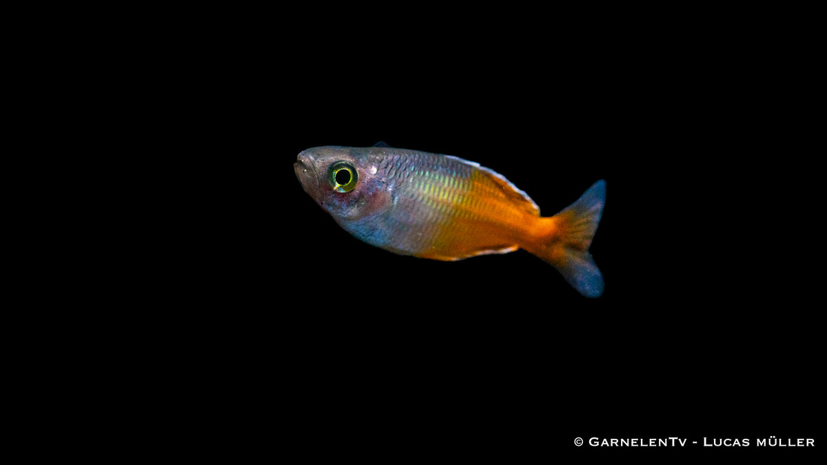 Orange Blauer Regenbogenfisch schwimmt im Aquarium
