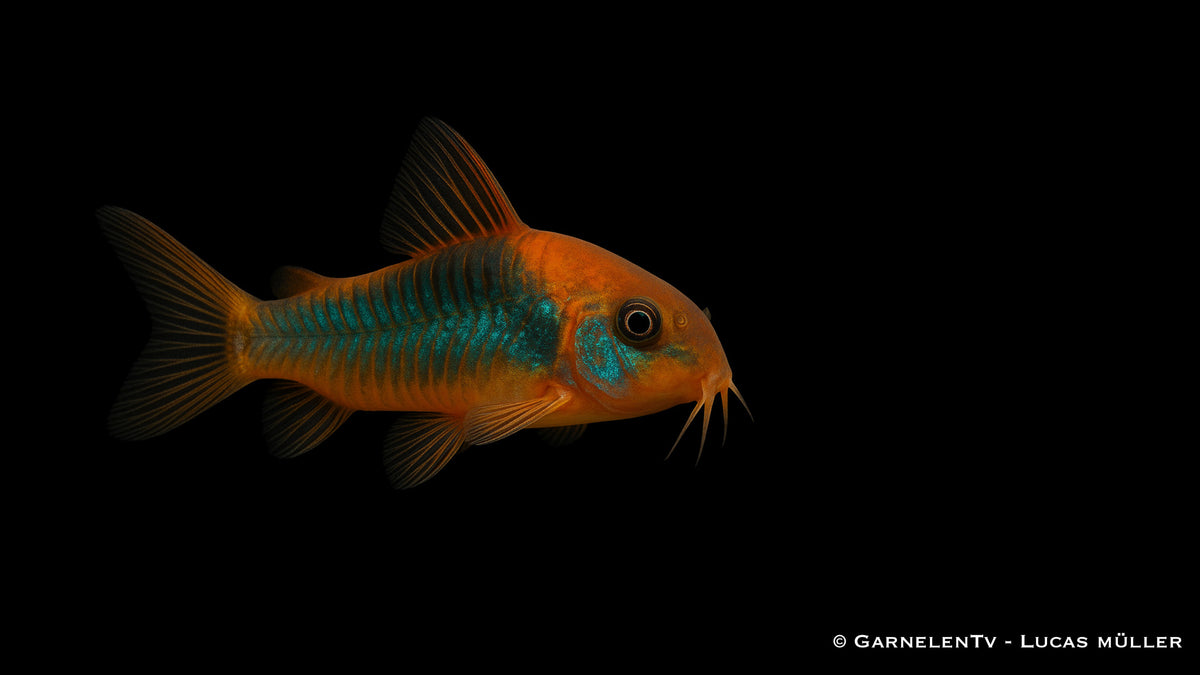Orangener Venezuelapanzerwels - Corydoras venezuelanus orange im Aquarium