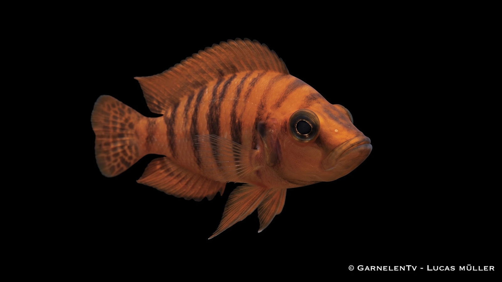 Oranger Perlhuhnbarsch - Altolamprologus calvus orange chaitika