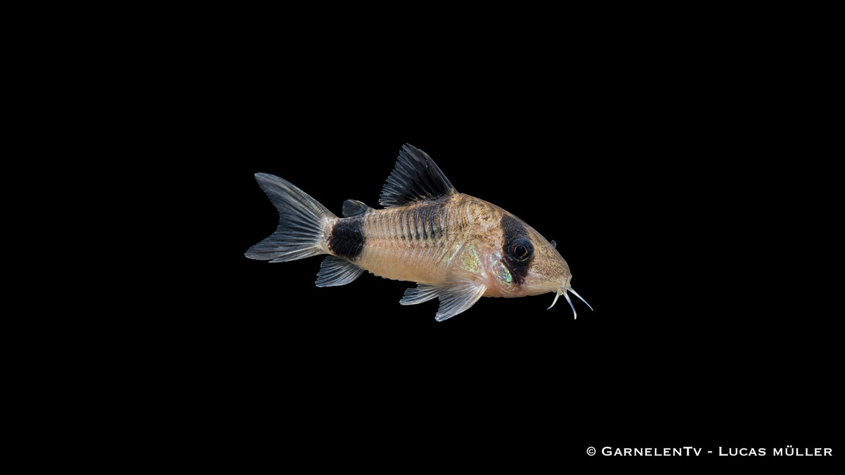 Panda Panzerwels - Hoplisoma (Corydoras) panda - (DNZ)