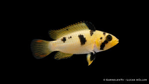 Panduros Zwergbuntbarsch - Apistogramma panduro