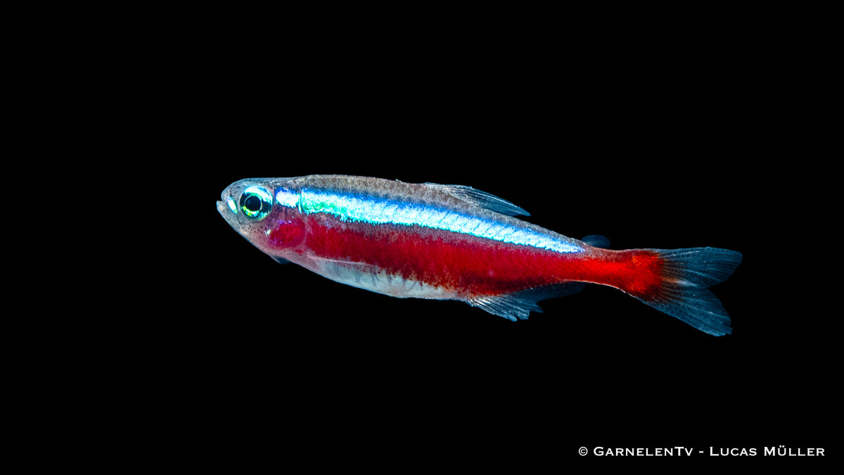 Paracheirodon axelrodi Roter Neon Jumbo Swimming