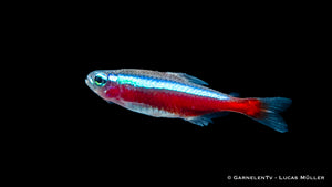 Paracheirodon axelrodi Roter Neon Jumbo Swimming