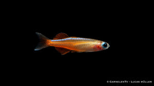 Paskas Blauauge - Pseudomugil luminatus (paskai)