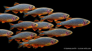 Nah Aufnahme von 15x Perlhuhnbärbling - Danio (Celestichthys) margaritatus
