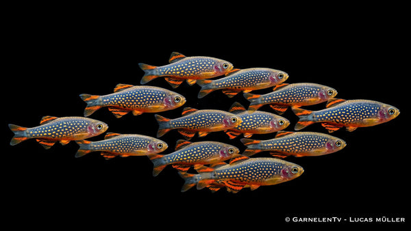15x Perlhuhnbärbling - Danio (Celestichthys) margaritatus