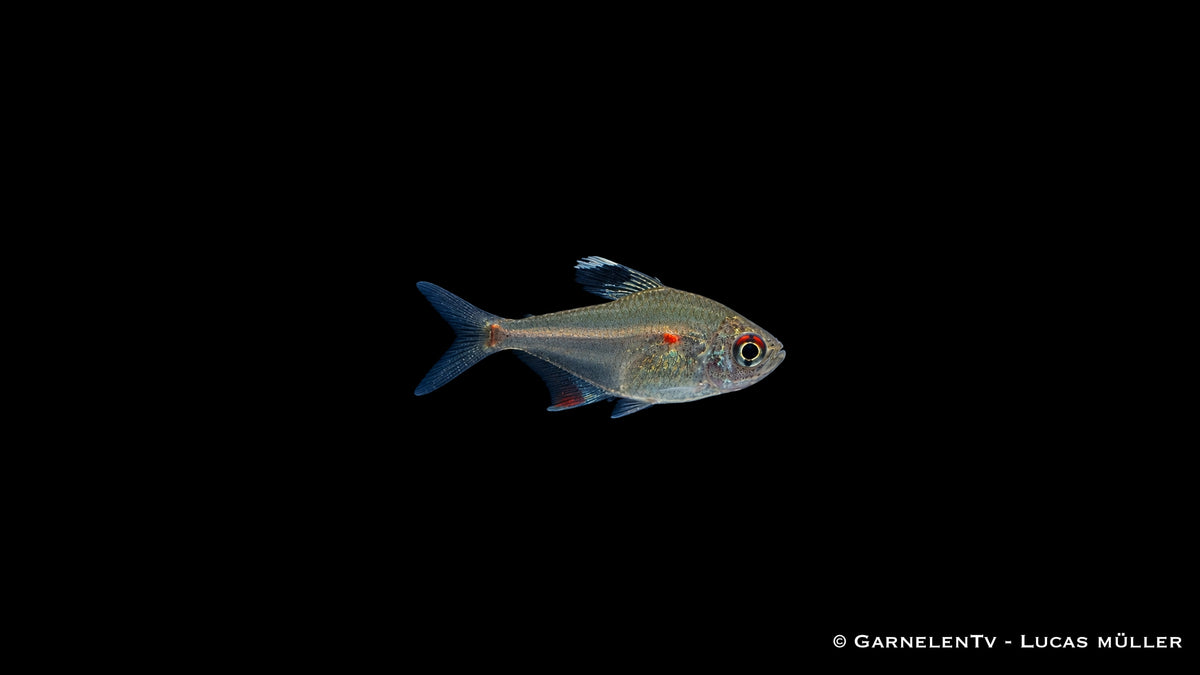 Peru Kirschflecksalmler - Hyphessobrycon erythrostigma