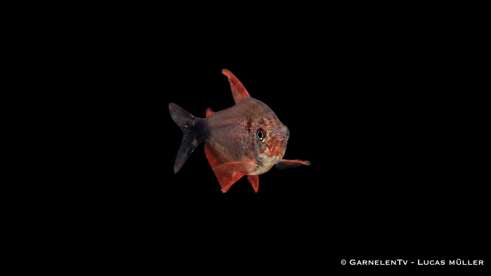 Peugeotsalmler - Hyphessobrycon peugeotorum im Aquarium mit anderen Salmlern.