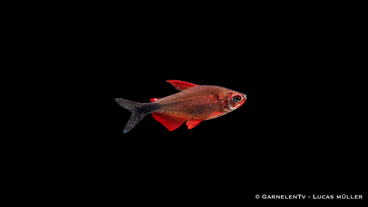 Peugeotsalmler - Hyphessobrycon peugeotorum