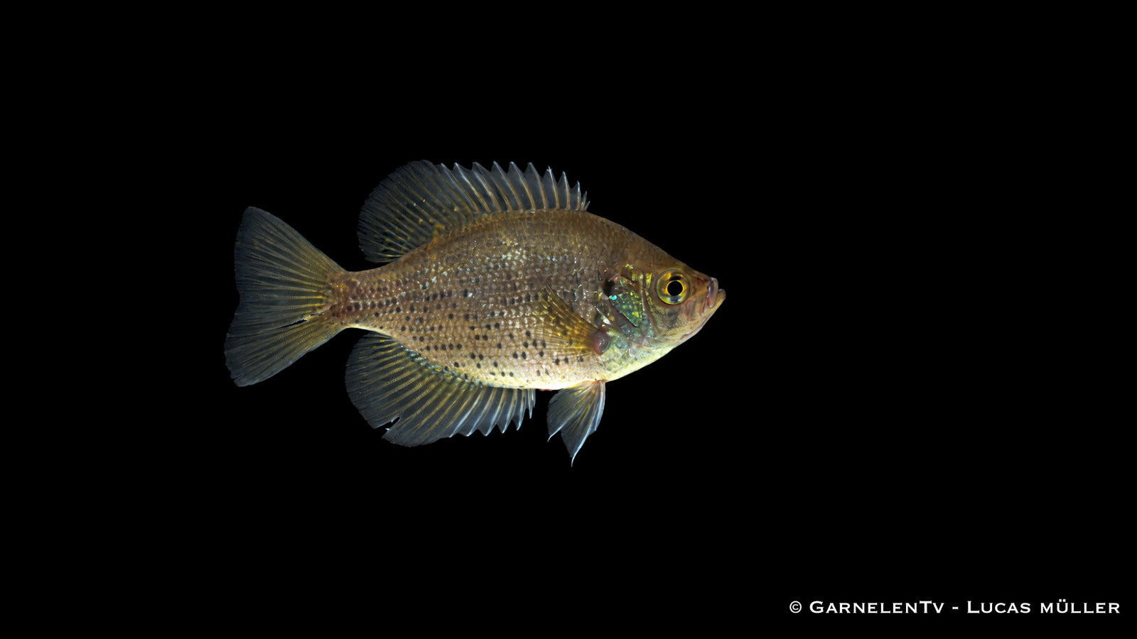 Pfauenaugenbarsch Centrarchus macropterus mit dunkler Zeichnung und Augenfleck an der Rückenflosse