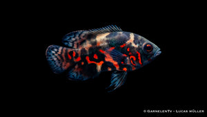 Pfauenaugenbuntbarsch Rot Tiger Astronotus ocellatus mit roter Zeichnung und kräftigem Körper