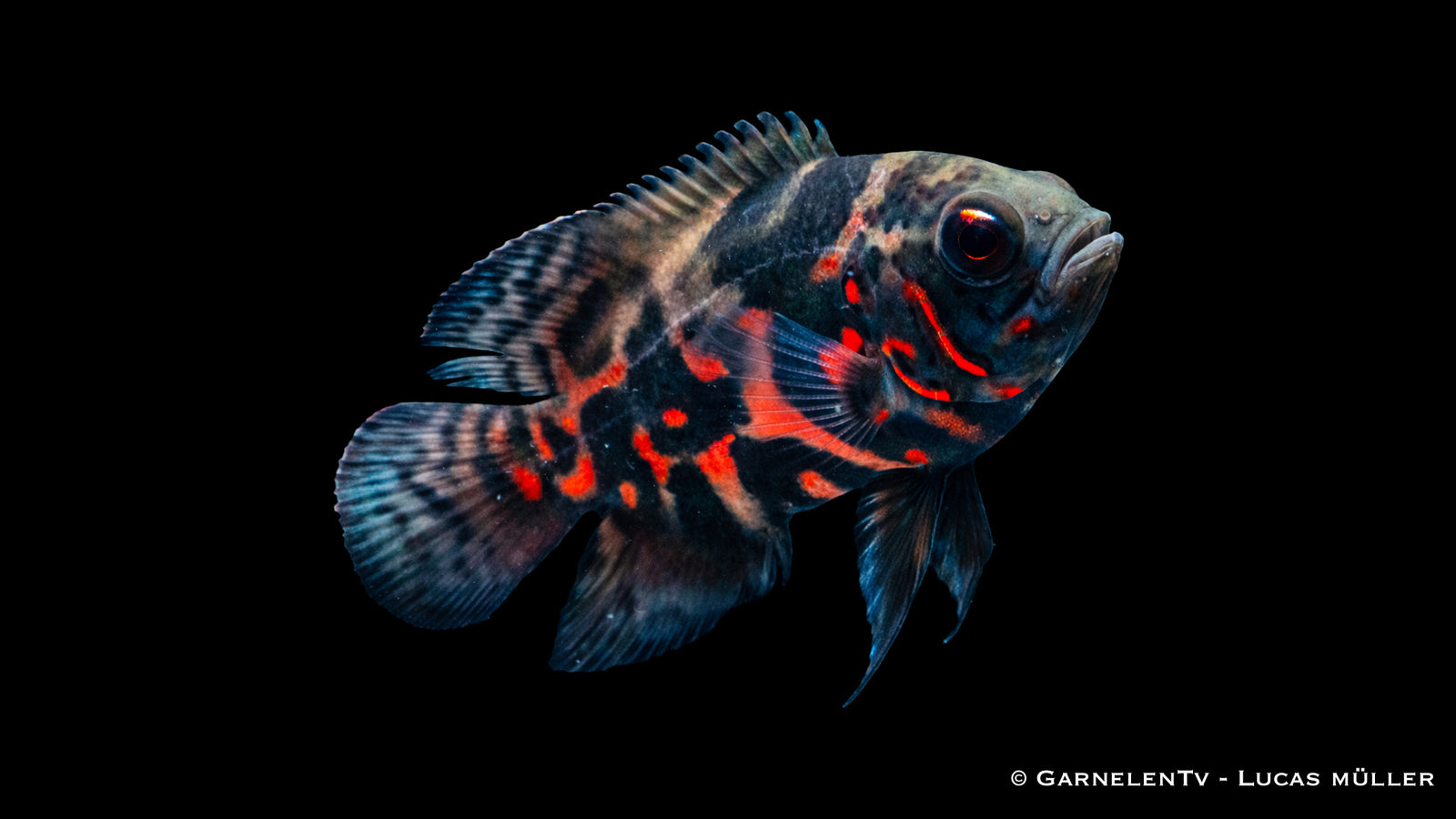 Pfauenaugenbuntbarsch Rot Tiger Astronotus ocellatus mit roter Zeichnung und kräftigem Körper