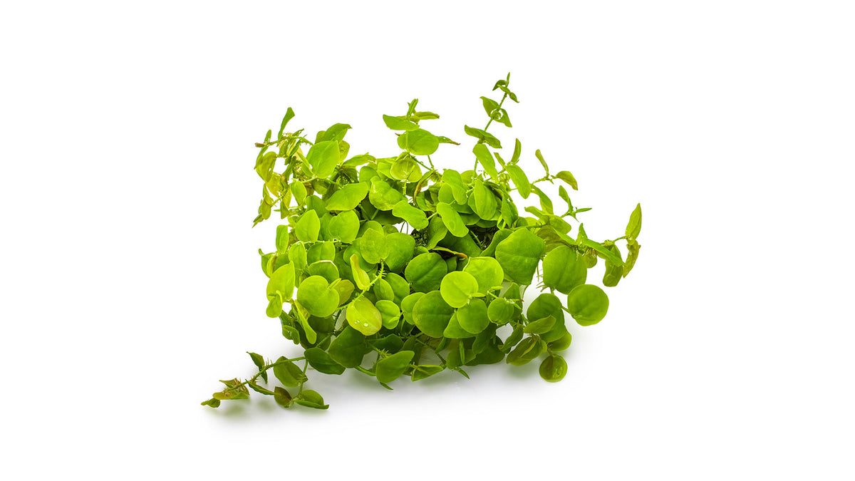 Phyllanthus fluitans