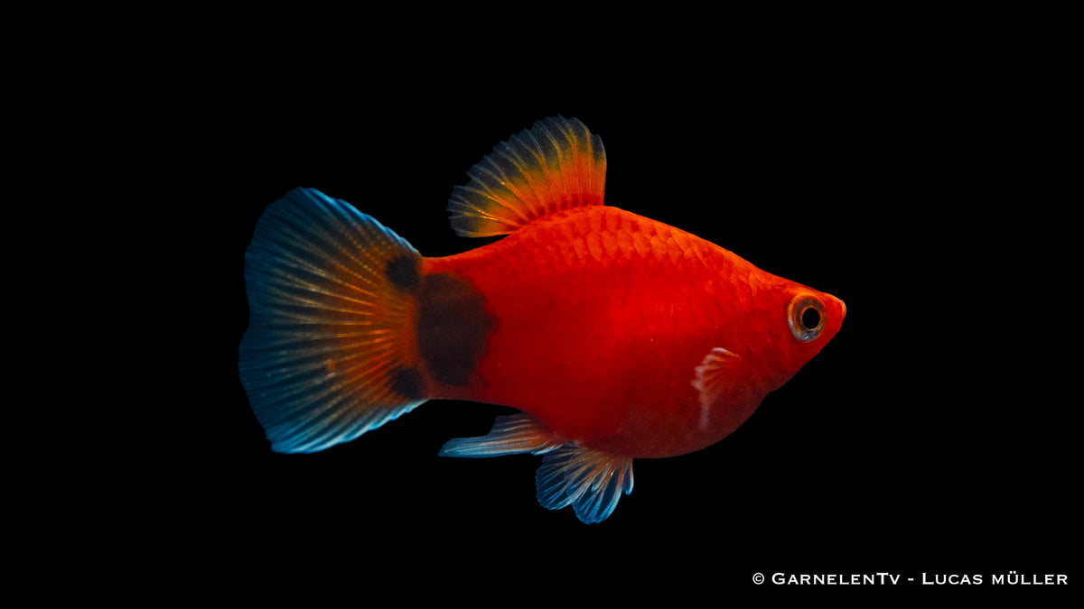 Platy Korall Rot Mond – Xiphophorus maculatus im Aquarium