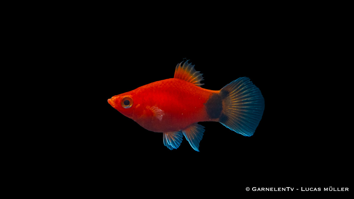 Platy Korall Rot Mond im Schwarm