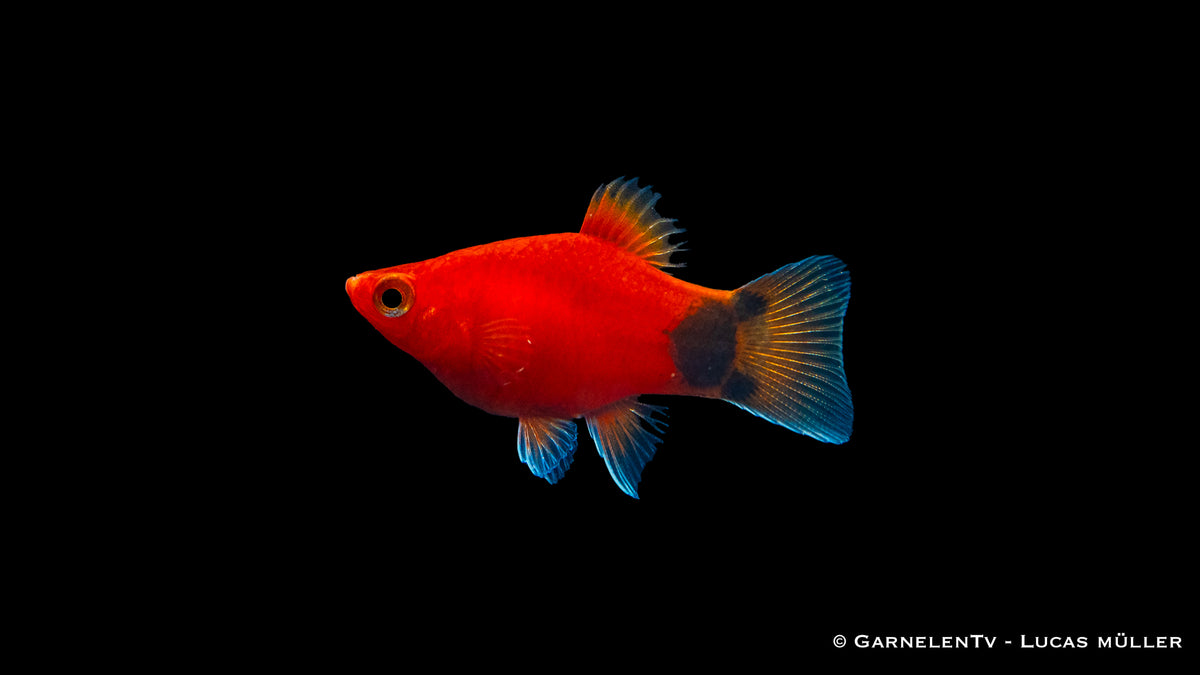 Fütterung des Platy Korall Rot Mond Fisches