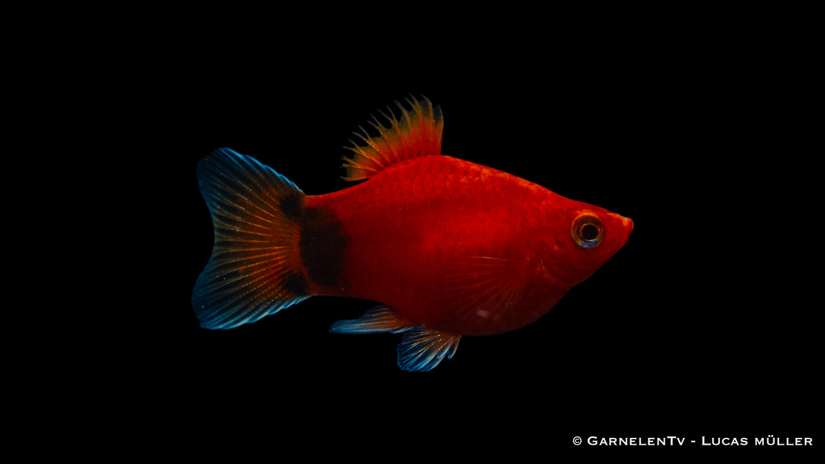 Platy Korall Rot Mond bei 22-26°C Wassertemperatur