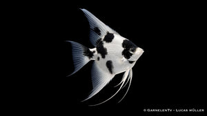 Platinum-Panda-Skalar - Pterophyllum scalare