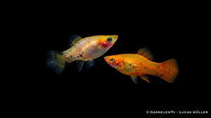 Platy Gold Nadel - Xiphophorus maculatus als Paar im Aquarium. Männchen als auch Weibchen zusammen