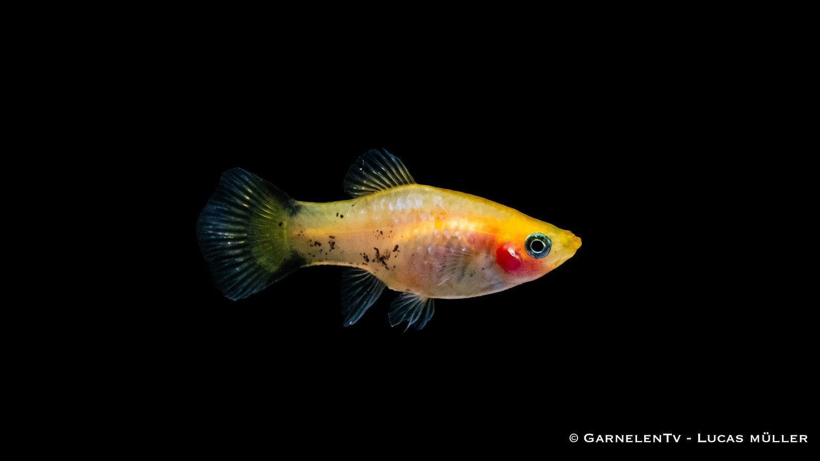 Platy Gold Nadel - Xiphophorus maculatus als Paar im Aquarium. Männchen als auch Weibchen zusammen