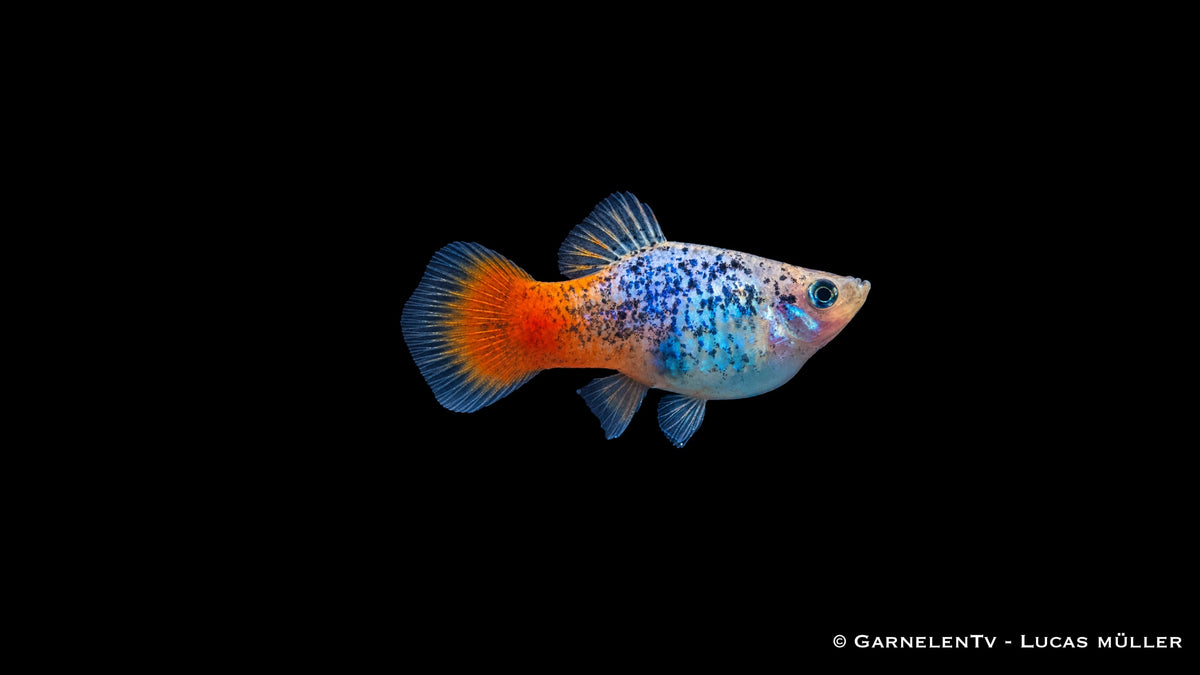 Fische Platy Blau Calico Glühlicht schwimmen im Aquarium
