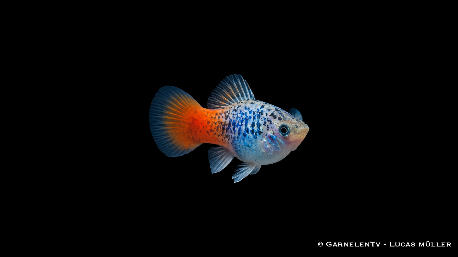 Platy Blau Calico Glühlicht Xiphophorus maculatus im Aquarium
