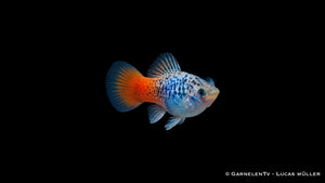 Xiphophorus maculatus Blau Calico Glühlicht im Aquascaping
