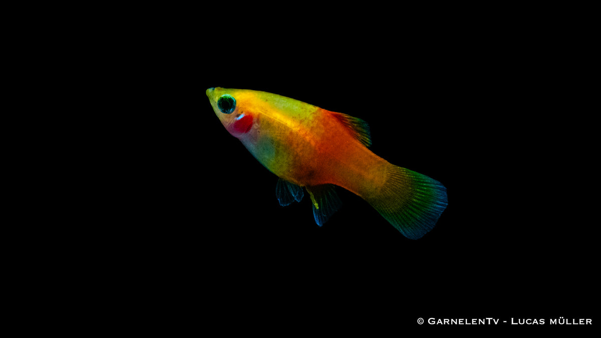 Platy Ananas – Xiphophorus maculatus im Aquarium
