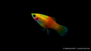 Platy Ananas – Xiphophorus maculatus im Aquarium