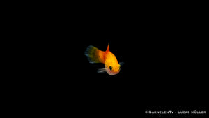 Schwarm Platy Ananas im Süßwasserbecken