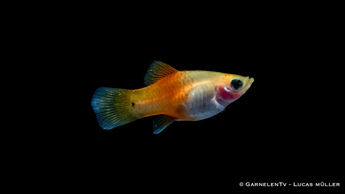 Platy Ananas – perfekt für Gesellschaftsaquarien