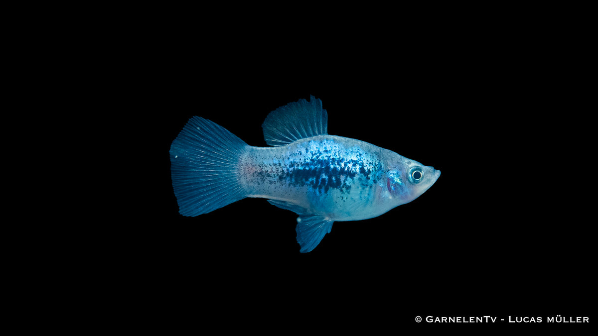 Platy Blau Tuxedo Glühlicht Futter und Pflege im Aquarium