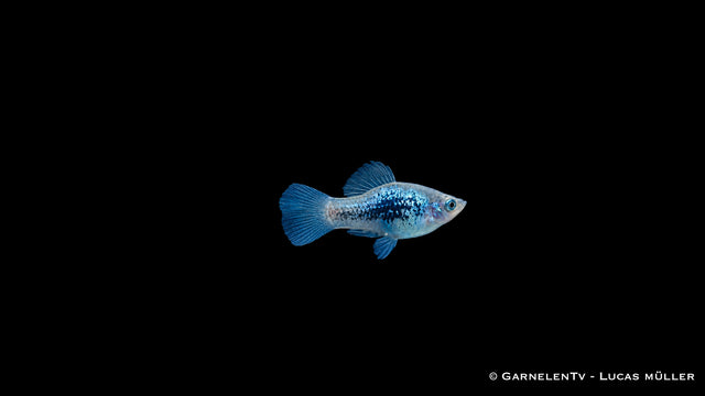 Platy Blau Tuxedo Glühlicht - Xiphophorus maculatus