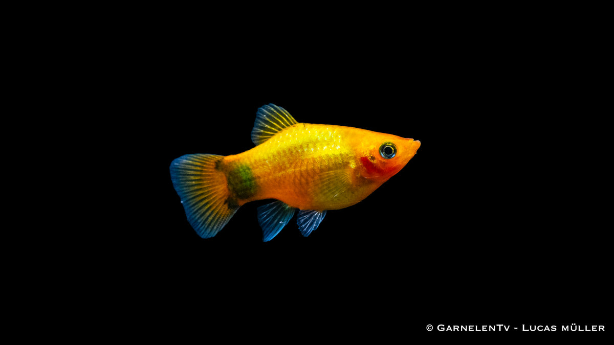 Futter für Platy Gold Mond Glühlicht Fische