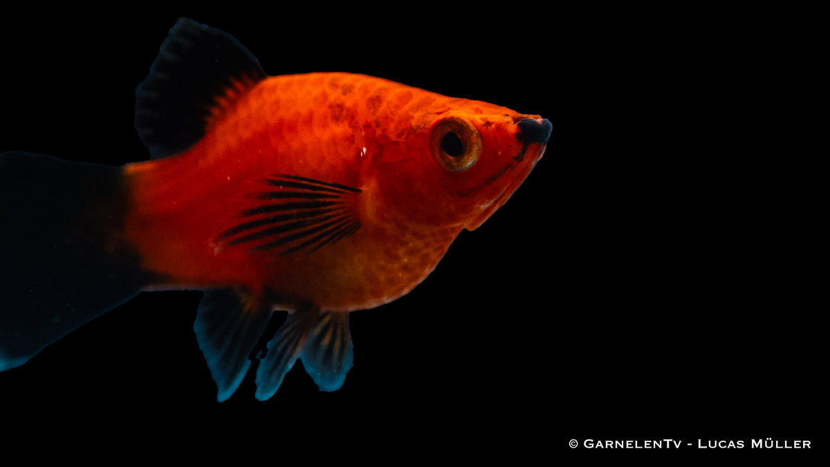 Pinselplaty Korall Rot Wagtail im Aquarium