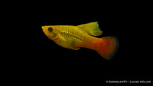 Bunte Hochflossen-Platy in mittelhartem Wasser