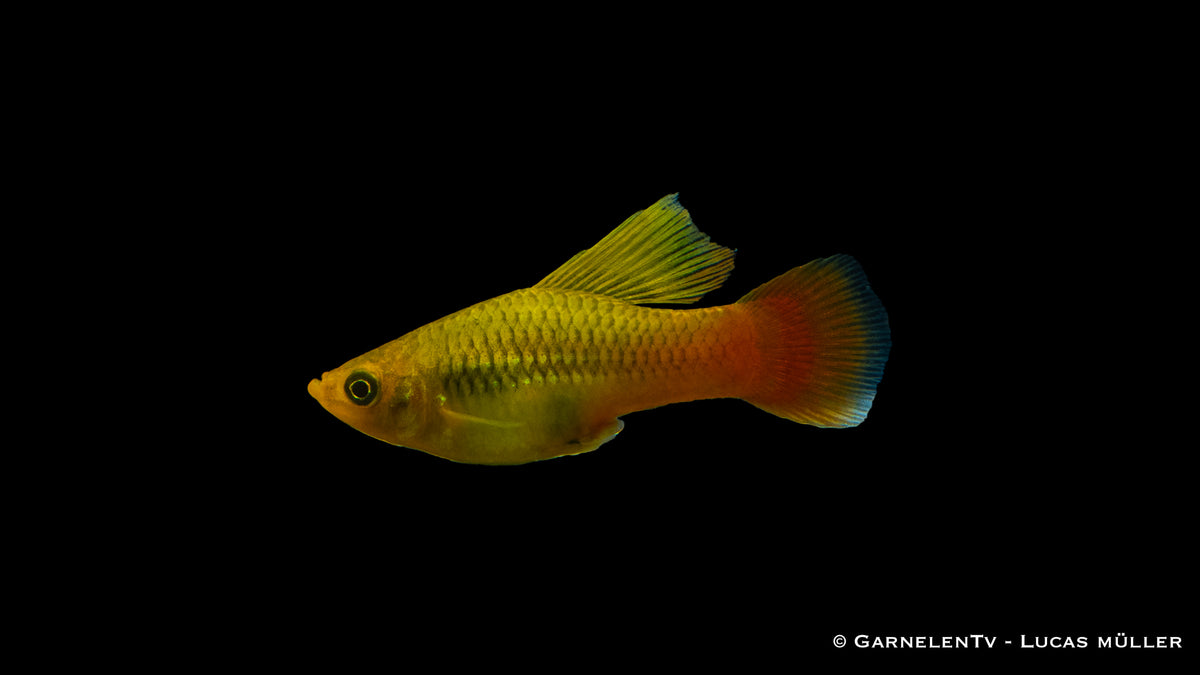 Papageienplaty Hochflosse – leuchtende Farben