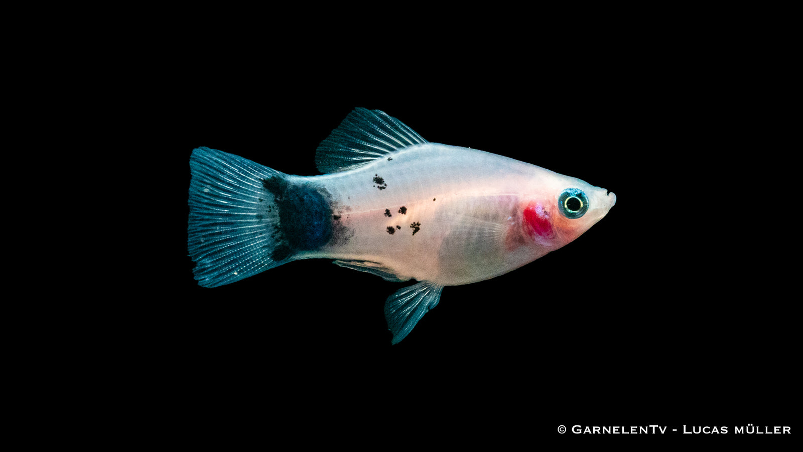 Platy White Mickey Mouse – Xiphophorus maculatus im Aquarium