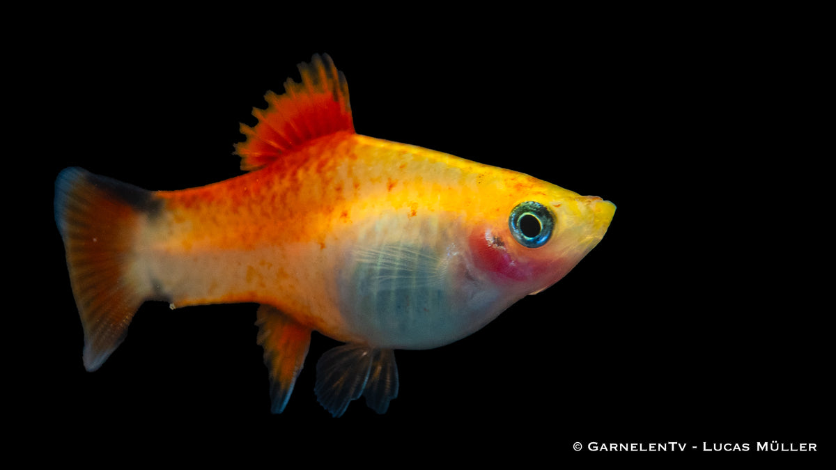 Platy Ananas Nadel Xiphophorus maculatus mit leuchtenden Farben