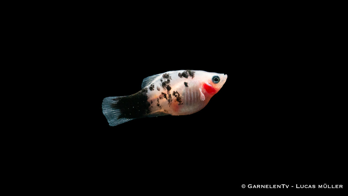 Friedlicher Platy Dalmatiner für Gemeinschaftsbecken