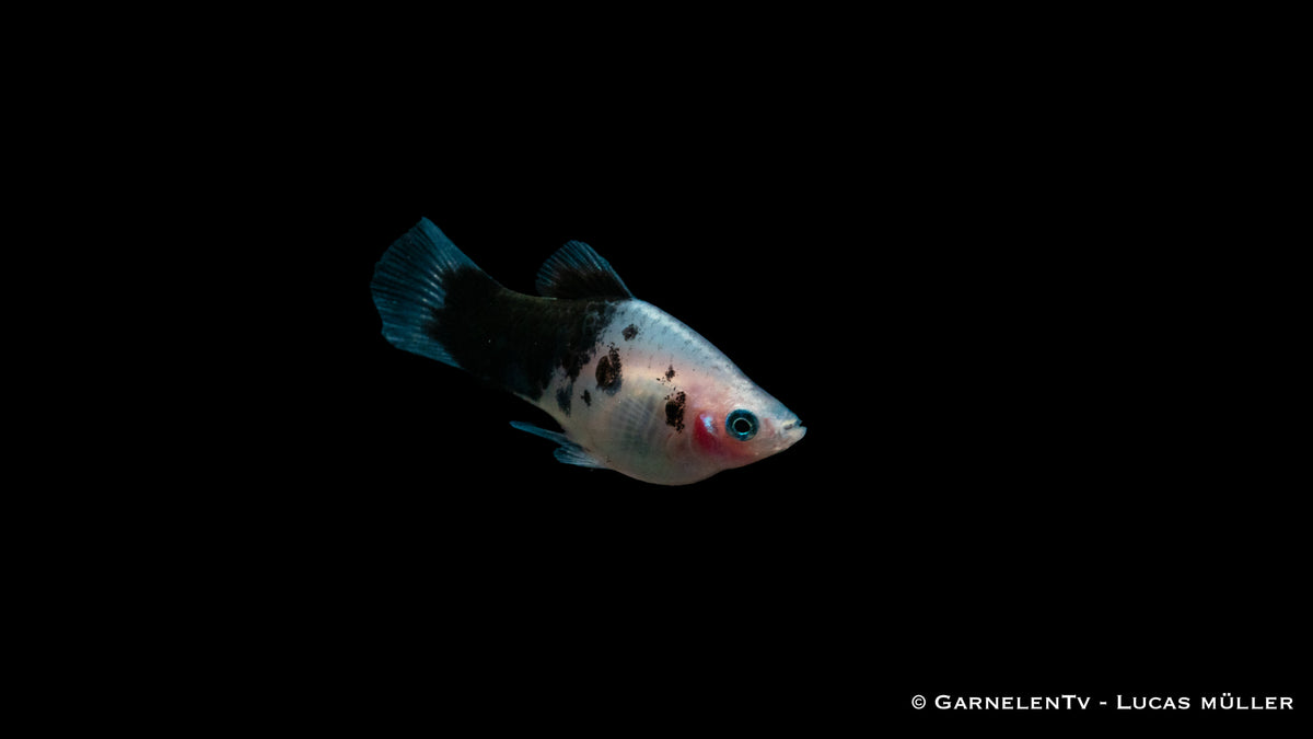 Xiphophorus maculatus – Platy Dalmatiner in voller Pracht
