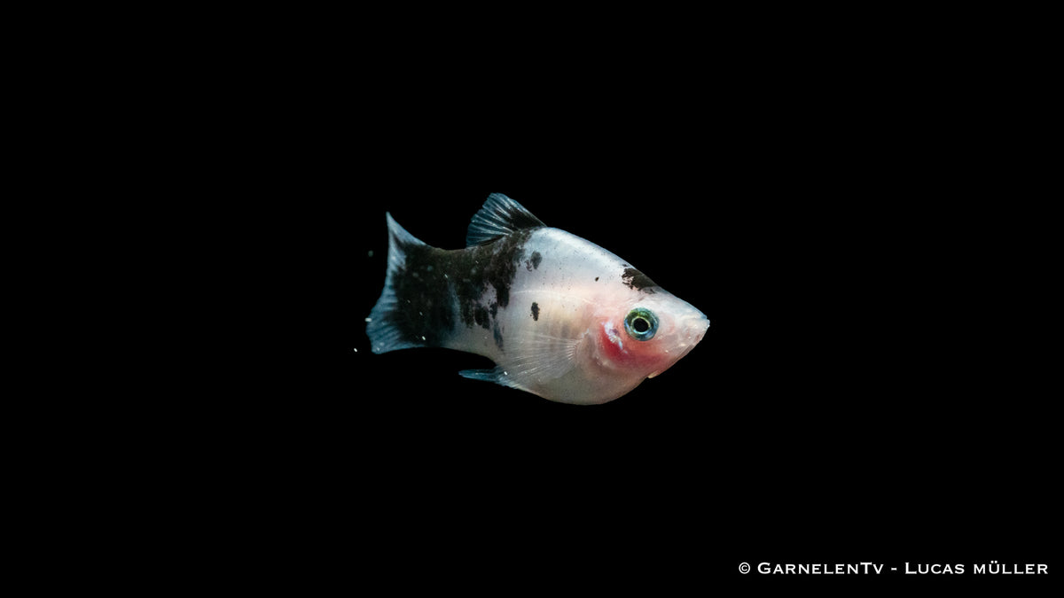 Platy Dalmatiner – ideal für Einsteiger & Profis