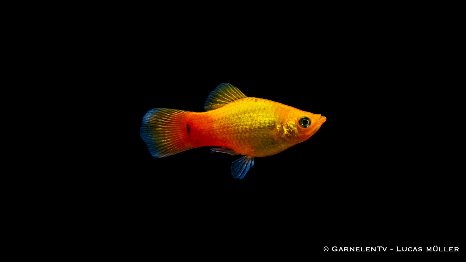 Platy Gold Glühlicht – Xiphophorus maculatus im Aquarium